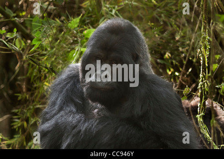 Maschio adulto abituare gorilla di montagna in Ruanda. Foto Stock