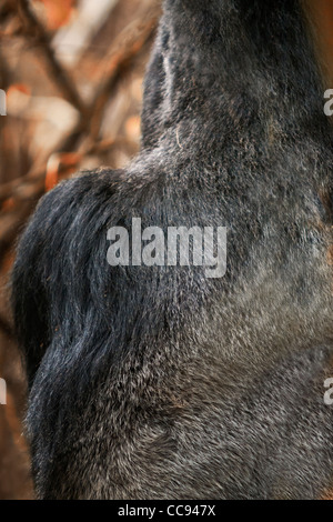 Argento retro di un Rwanda gorilla di montagna. Foto Stock