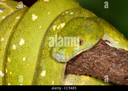 Green Tree Python (Morelia Viridis) su un ramo di albero. Foto Stock