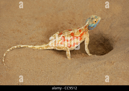 Massa femmina AGAMA SA (AGAMA SA aculeata) a nido scavano, Kgalagadi Parco transfrontaliero, Sud Africa Foto Stock