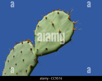 Foglie di fico d'india pianta di cactus (Opuntia spp.) con spine contro un cielo blu Foto Stock