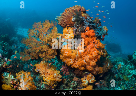 Coral reef paesaggi con soft coral (Scleronethphya sp.) e gorgonie. Parco Nazionale di Komodo, Indonesia. Foto Stock