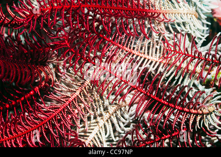 Crinoide o bracci featherstar. Indonesia Foto Stock