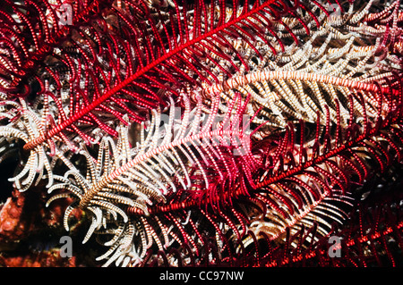 Crinoide o featherstar Foto Stock