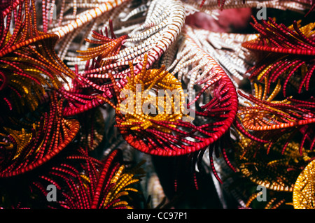 Raggomitolati bracci di Crinoide o featherstar. Indonesia. Foto Stock