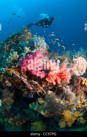 Maschio di scuba diver su Coral reef con coralli molli. Parco Nazionale di Komodo, Indonesia. Foto Stock