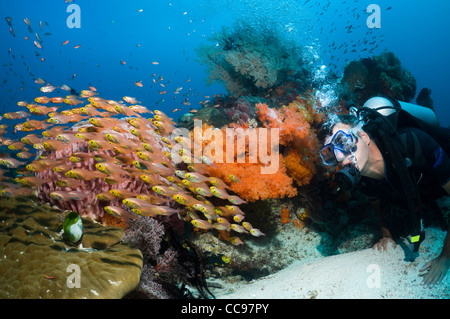 Diver al Coral reef la visione di una scuola di spazzatrici con soft coral Parco Nazionale di Komodo, Indonesia. Foto Stock