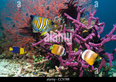 Regal Angelfish e Klein butterflyfish sulla barriera corallina Foto Stock