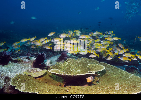 Blueline lutiani (Lutjanus kasmira) scuola sulla barriera corallina. Indonesia. Foto Stock