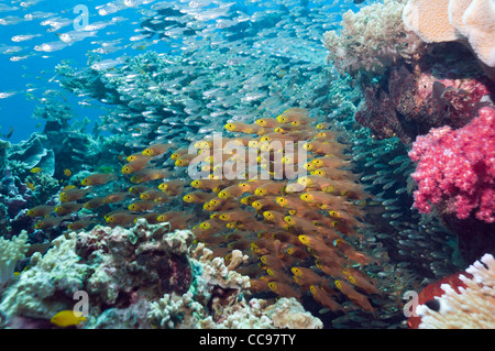 Spazzatrici pigmeo sulla barriera corallina. Mare delle Andamane Thailandia Foto Stock