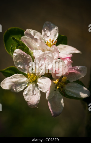 Bianco e rosa appleblossom dopo la pioggia in aprilsun Foto Stock