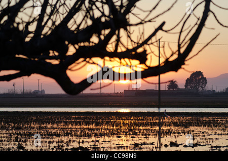 Ricefields nel Delta del Ebro Nature Park. Tarragona. Spagna Foto Stock