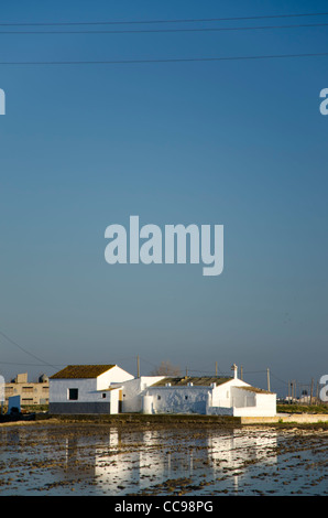 Ricefields nel Delta del Ebro Nature Park. Tarragona. Spagna Foto Stock