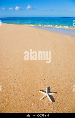Starfish, Shell sulla spiaggia Foto Stock