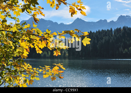 Foglie di acero in autunno, Lago Barmsee, gamma Karwendel, Kruen, Alta Baviera, Baviera, Germania Foto Stock