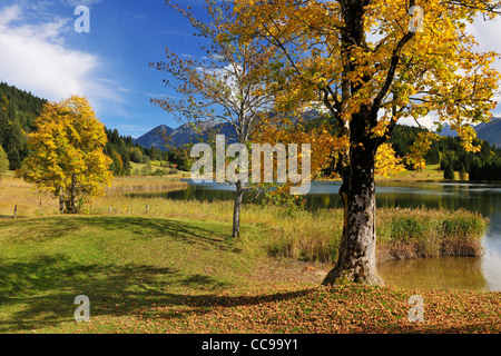 Acero in autunno, Lago Wagenbruechsee, Gerold, Werdenfelser Land, Alta Baviera, Baviera, Germania Foto Stock