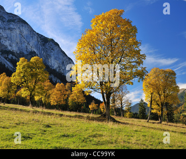 Alberi di acero in autunno, Grosser Ahornboden, Karwendel, Eng, Tirolo, Austria Foto Stock