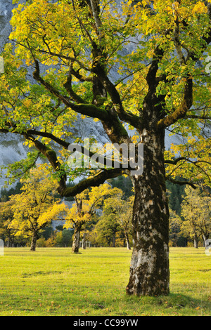 Acero in autunno, Grosser Ahornboden, Karwendel, Eng, Tirolo, Austria Foto Stock