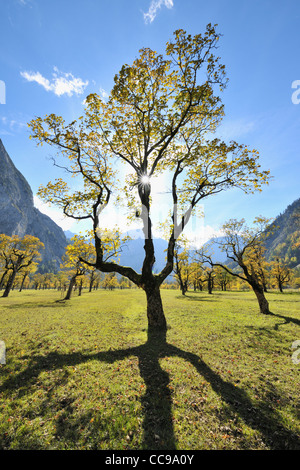 Acero in autunno, Grosser Ahornboden, Karwendel, Eng, Tirolo, Austria Foto Stock