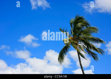 Pam tree durante le tempeste più leggermente offuscato il cielo blu Foto Stock