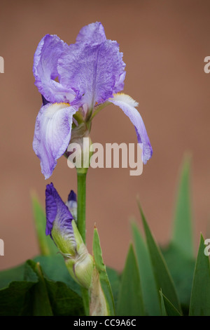 Iris, Taos, Nuovo Messico, STATI UNITI D'AMERICA Foto Stock