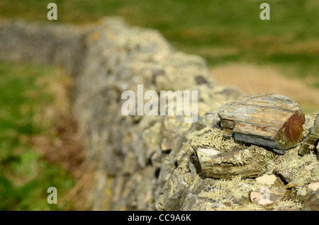 Cornish hedge Nr. La Lucertola Cornwall Regno Unito Foto Stock