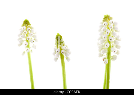 Tre isolati magia bianca fiore di Muscari botryoides in primo piano Foto Stock