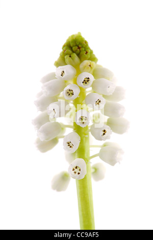 Isolato magia bianca fiore di Muscari botryoides in primo piano Foto Stock