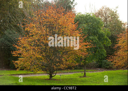 Fagus sylvatica 'Quercifolia' in autunno Foto Stock