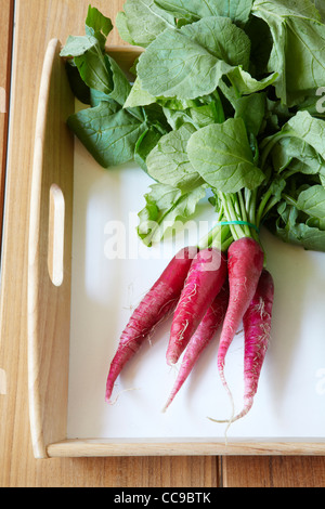 Cimelio di famiglia Ravanelli Foto Stock