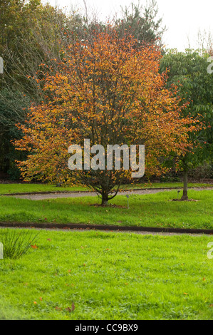 Fagus sylvatica 'Quercifolia' in autunno Foto Stock