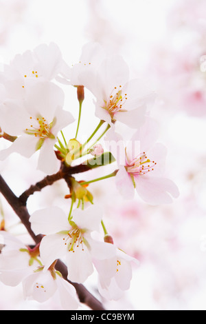 Close-up di Akebono Cherry Tree Blossom, WASHINGTON, STATI UNITI D'AMERICA Foto Stock