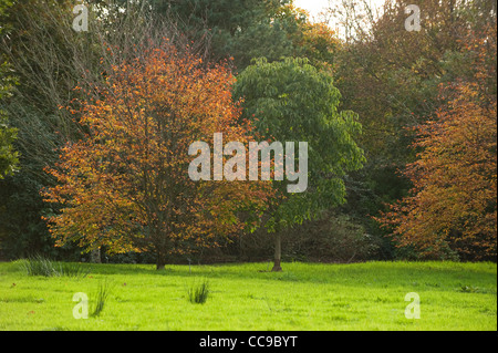 Fagus sylvatica 'Quercifolia' in autunno Foto Stock