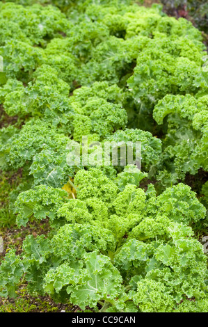 Kale 'Dwarf verde' arricciata, Brassica oleracea Foto Stock