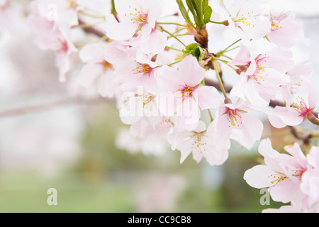 Close-up di Akebono Cherry Tree Blossoms, WASHINGTON, STATI UNITI D'AMERICA Foto Stock