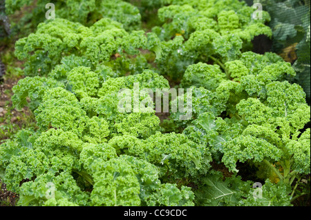 Kale "reflex", Brassica oleracea Foto Stock
