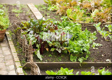 [Da sinistra a destra] barbabietole 'Solo' ibrido F1, Beta vulgaris e spinaci 'Tetona' ibrido F1, Spinacia oleracea Foto Stock