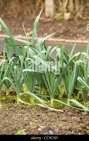 Il Porro 'Musselburgh migliorate, Allium ampeloprasum var. porrum Foto Stock