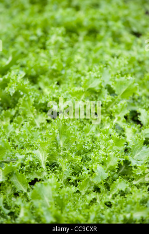 Scarola 'Pancalieri', Cichorium endivia crispum var Foto Stock