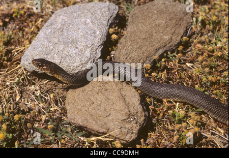 Grande frusta Snake Dolichophis caspius Grecia Foto Stock