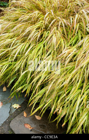 Hakonechloa macra "aureola" AGM, Golden Hakonechloa, in autunno Foto Stock