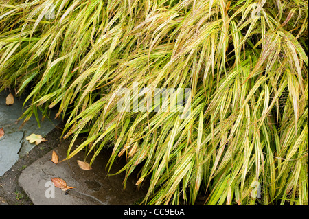 Hakonechloa macra "aureola" AGM, Golden Hakonechloa, in autunno Foto Stock