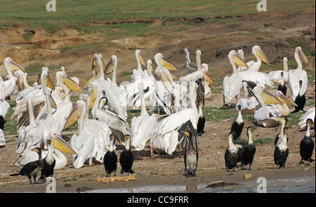 Waterside scenario che mostra un sacco di vari uccelli nel Parco Nazionale Queen Elizabeth in Uganda (Africa) in un ambiente soleggiato Foto Stock