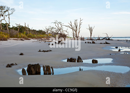 Monconi di caduti sradicati alberi sporgono dalla sabbia a Driftwood Beach su Jekyll Island, Georgia Foto Stock