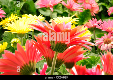 Coloratissima gerbera daisy fiori , close up Foto Stock
