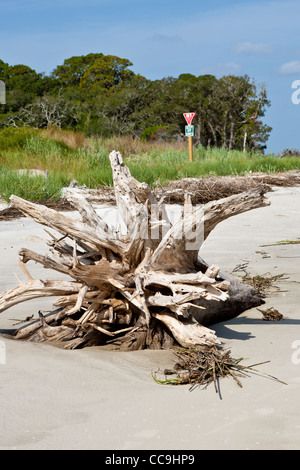 Caduta di alberi sradicati a Driftwood Beach su Jekyll Island, Georgia Foto Stock