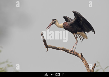 Lanosi colli (Stork Ciconia episcopus) Foto Stock