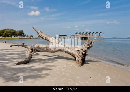 Caduta di alberi sradicati a Driftwood Beach su Jekyll Island, Georgia Foto Stock