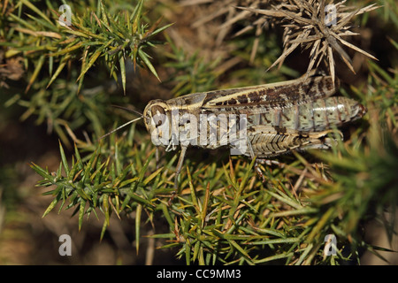 Italian Locust (Calliptamus italicus) Foto Stock