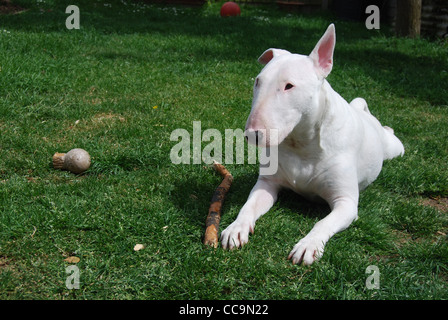 Regno Unito, Inghilterra, Essex, White English Bull Terrier che stabilisce in erba verde con un bastone. Foto Stock